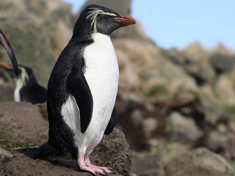 Pingüino Saltarocas de Moseley, Fotos 4