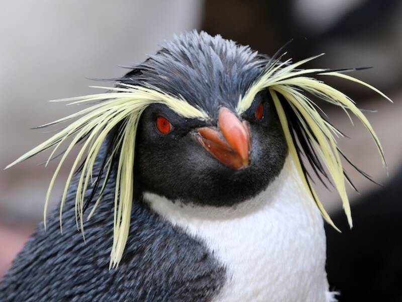 Pingüino Saltarocas de Moseley, Fotos 3