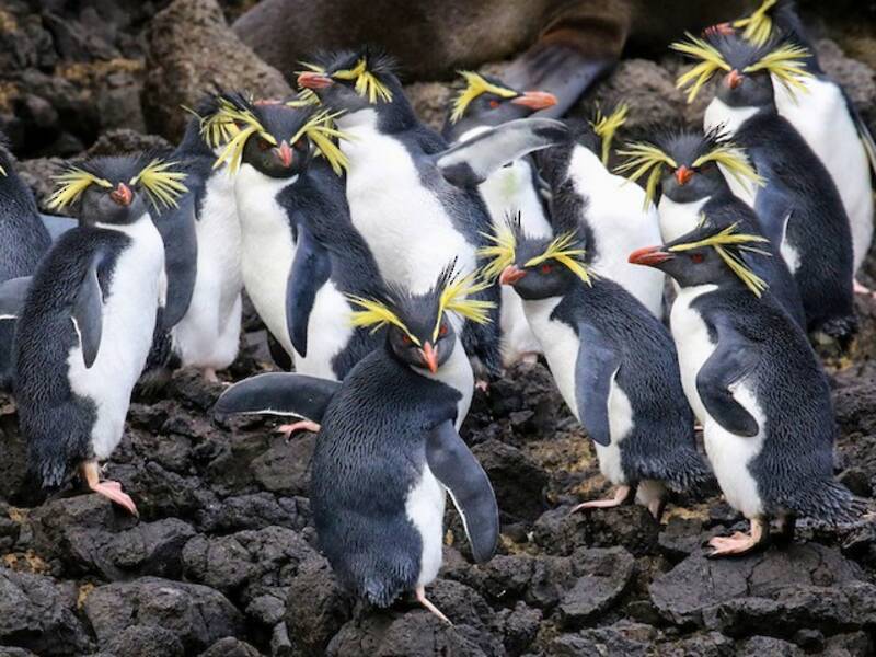 Moseleyfelsenpinguin