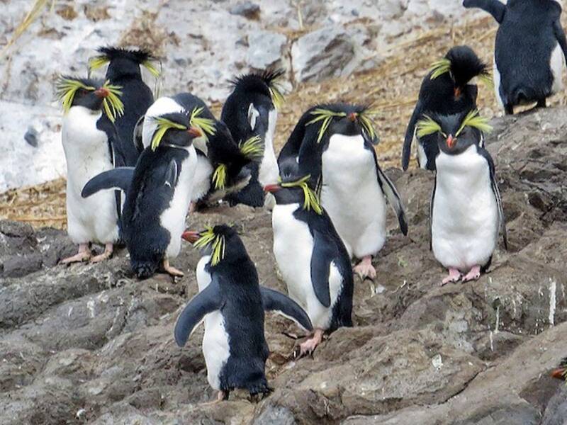 Pingüino Saltarocas de Moseley, Fotos 2