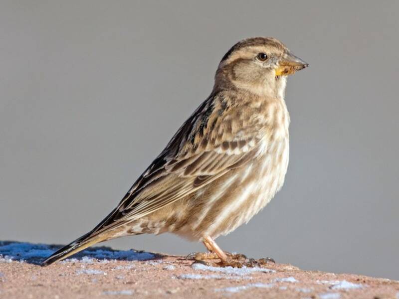 Rock Sparrow, Photos 3