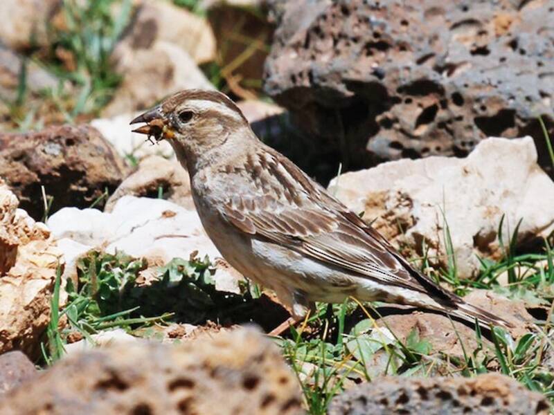 Rock Sparrow