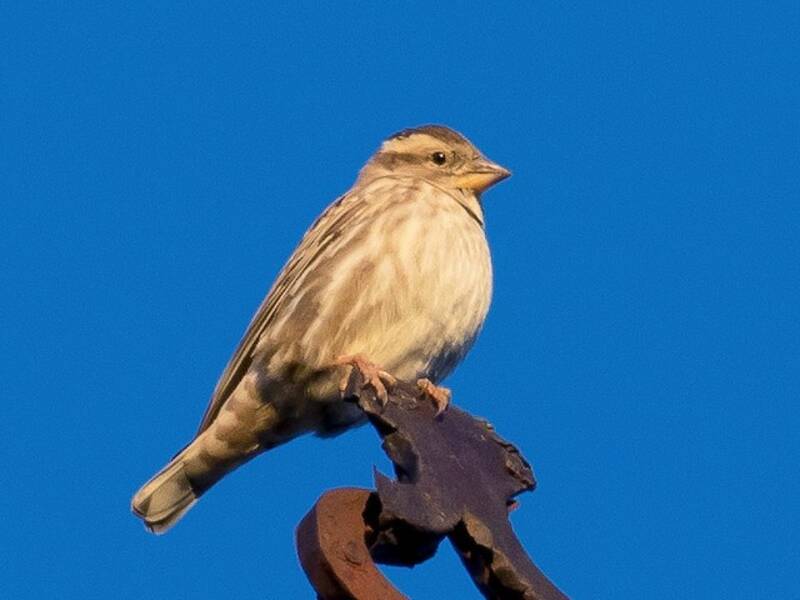 Rock Sparrow, Photos 2