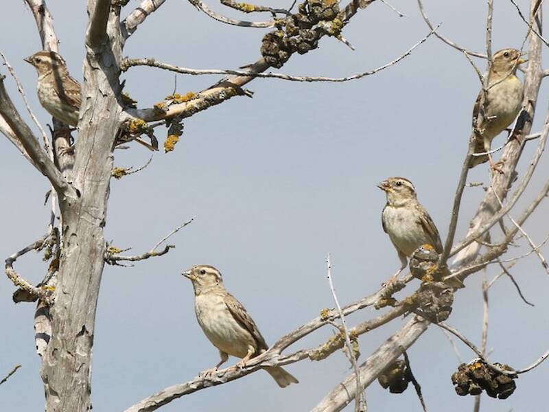 Rock Sparrow, Photos 4
