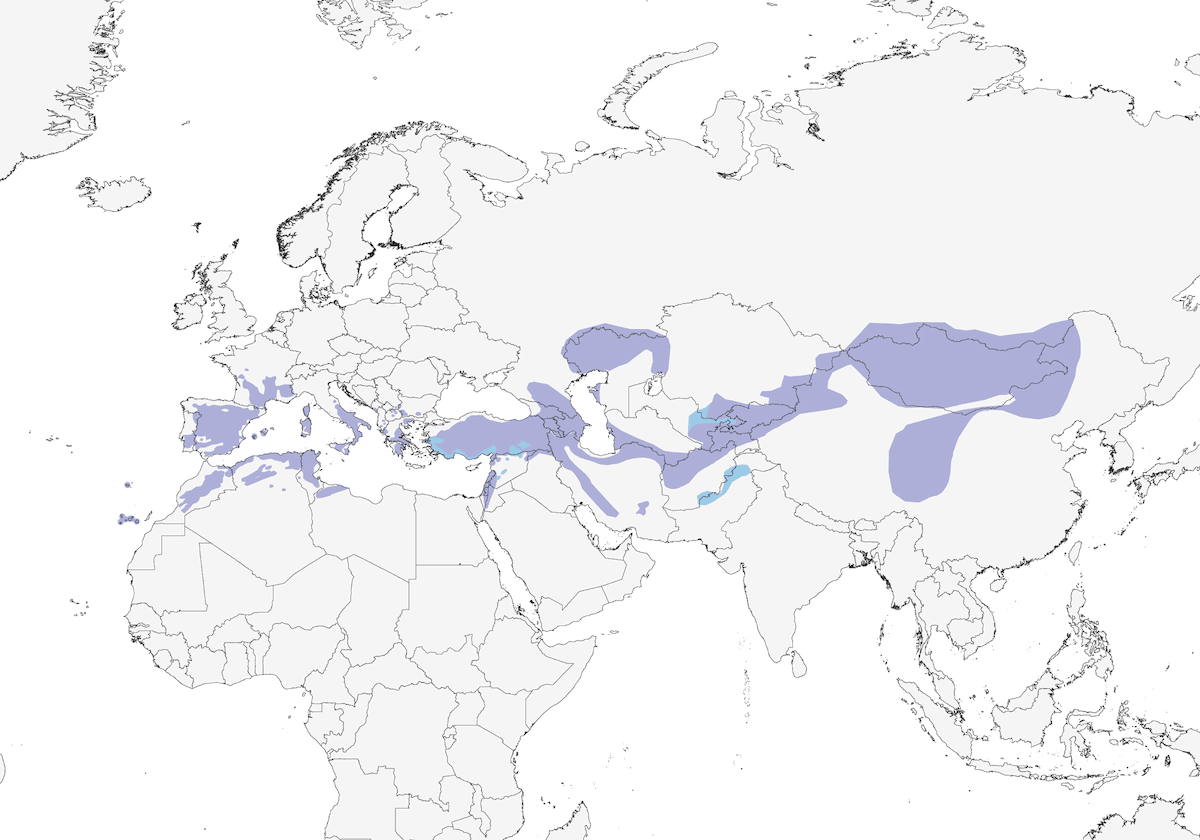 Rock Sparrow, Distribution 1