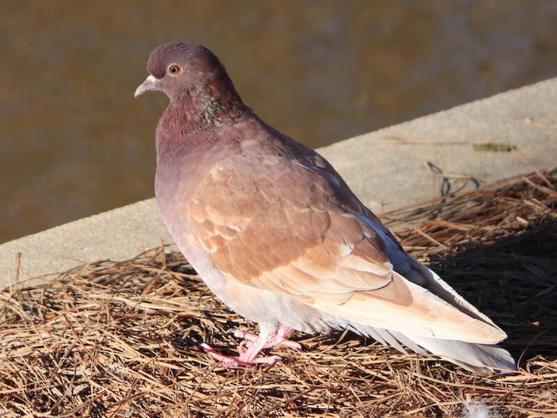 Rock Pigeon, 照片 3