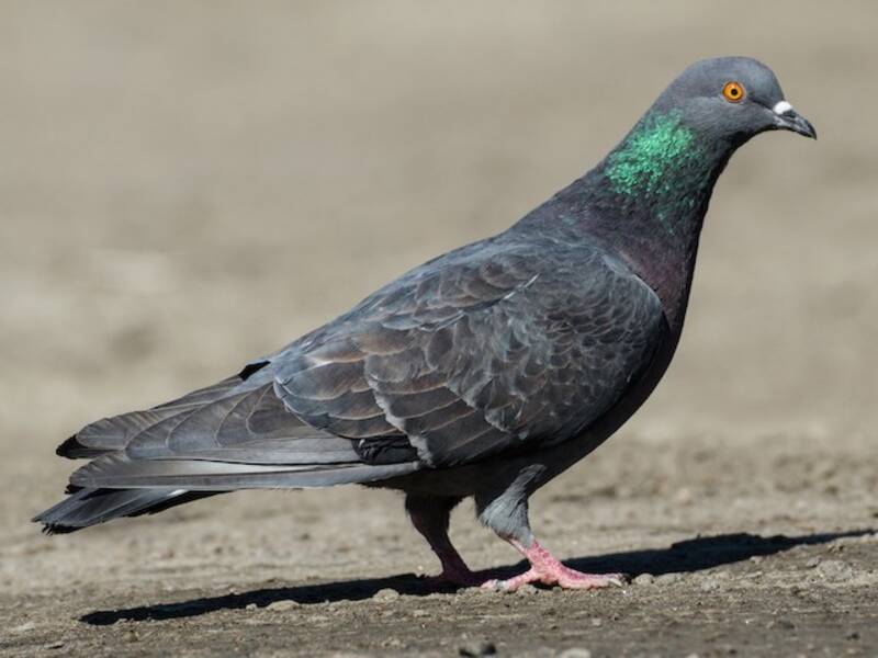 Rock Pigeon, 照片 4