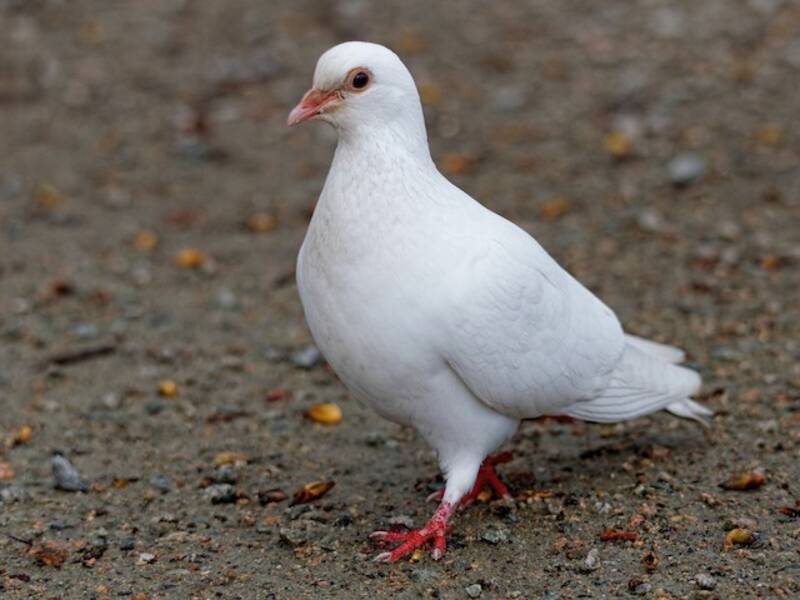 Rock Pigeon, 照片 2