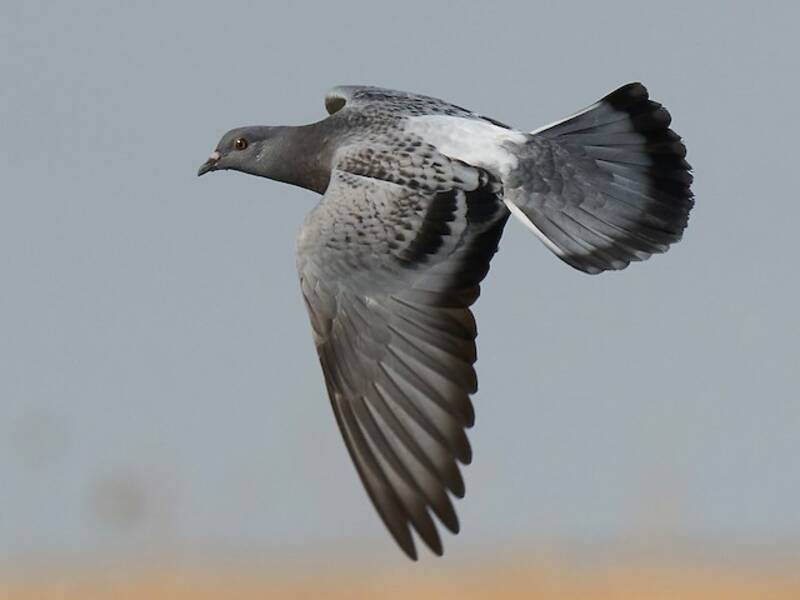 Rock Pigeon (Columba livia)