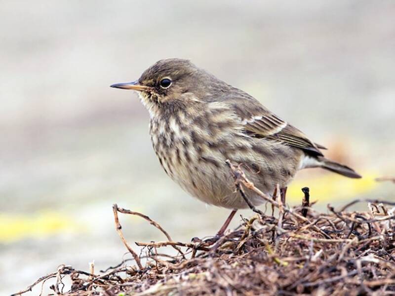 Rock Pipit (Anthus petrosus)