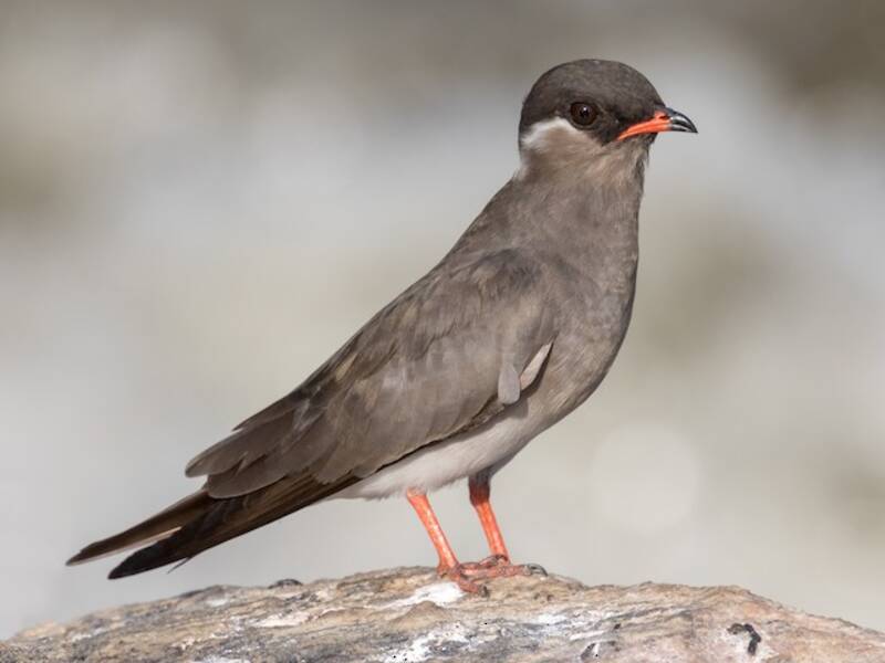Rock Pratincole