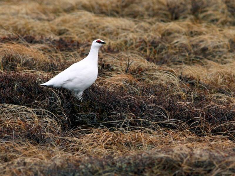 Alpenschneehuhn, Fotos 3