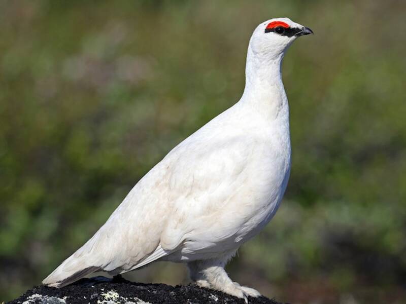 Alpenschneehuhn, Fotos 4