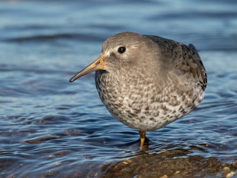 Bécasseau des rochers, Photos 4