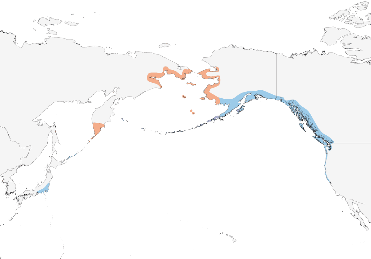 Bécasseau des rochers, Distribution 1