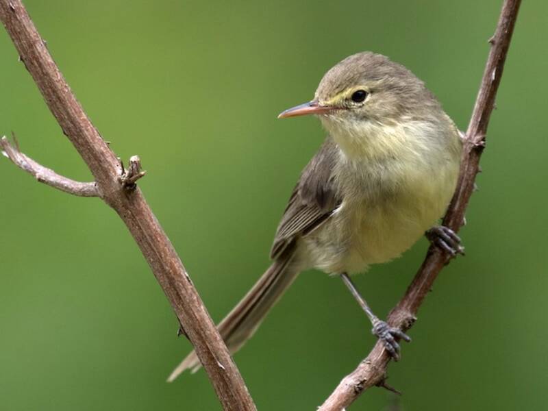 Rodrigues Warbler, Photos 3