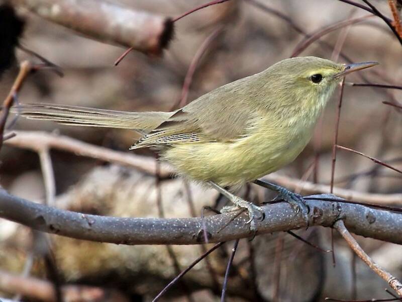 Rodrigues Warbler