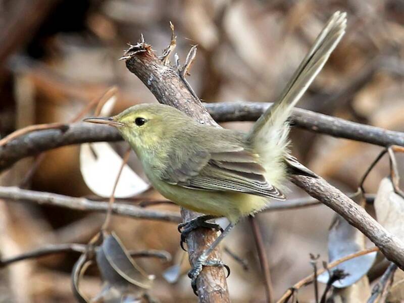 Rodrigues Warbler, Photos 2