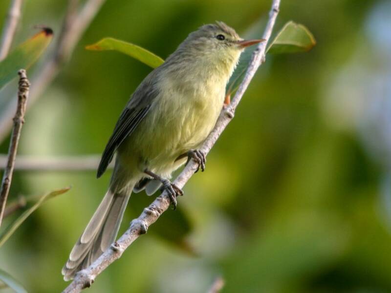 Rodrigues Warbler, Photos 4