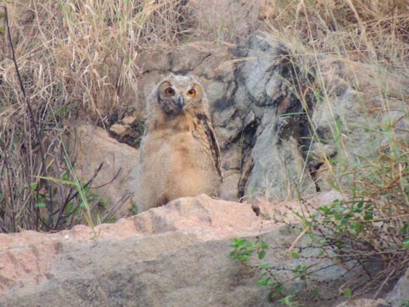 Búho del Cabo, Fotos 4