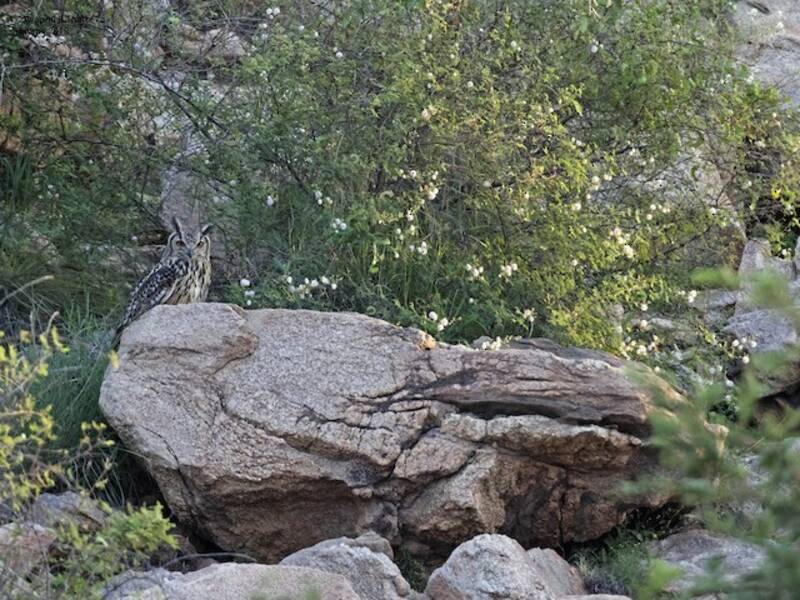 Gufo reale di roccia