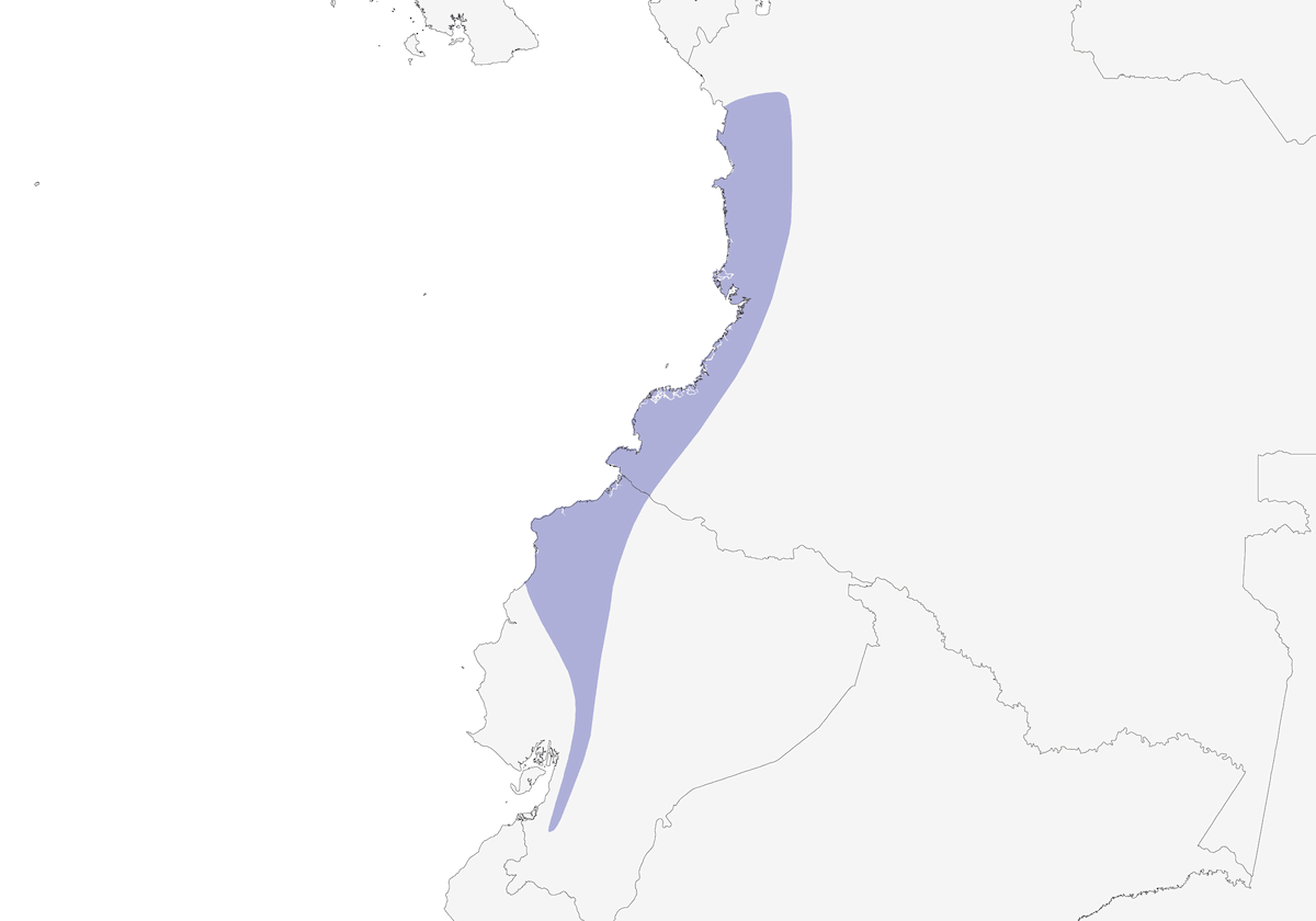 Pione à joues roses, Distribution 1