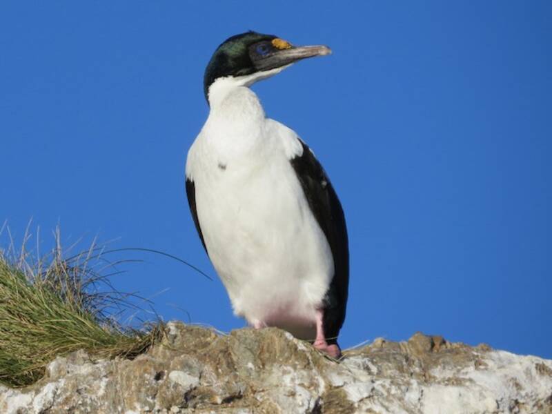 Cormoran caronculé, Photos 4