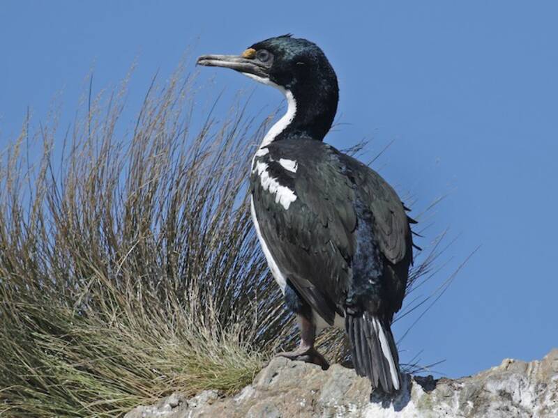 Cormoran caronculé, Photos 3