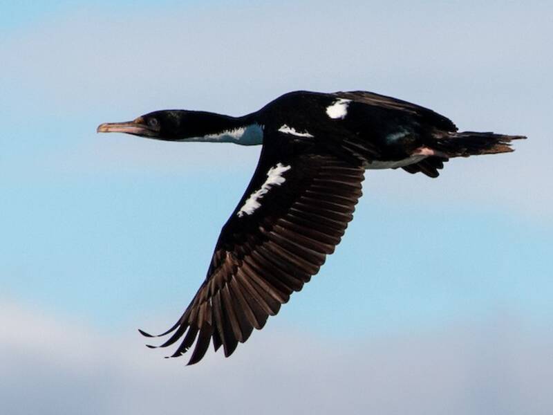 Cormoran caronculé, Photos 2