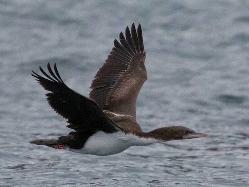 Cormorano reale della Nuova Zelanda