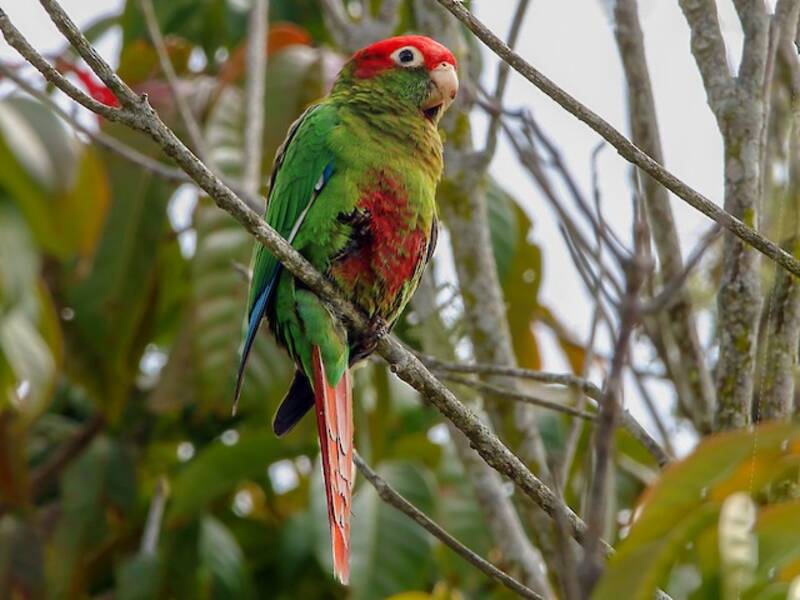 Perico de cabeza rosada, Fotos 3