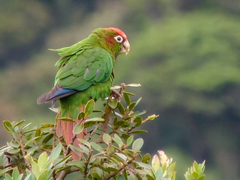 Perico de cabeza rosada