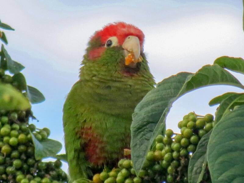 Perico de cabeza rosada, Fotos 2