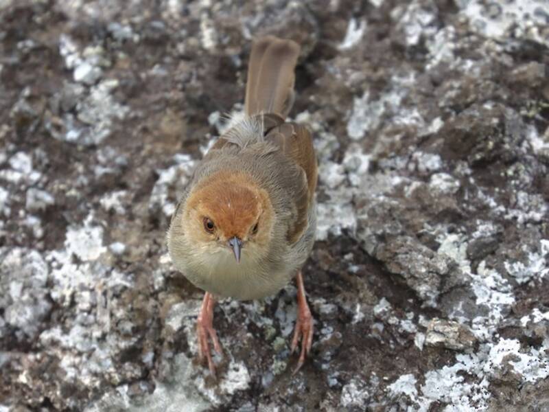 Cisticola di Huambo
