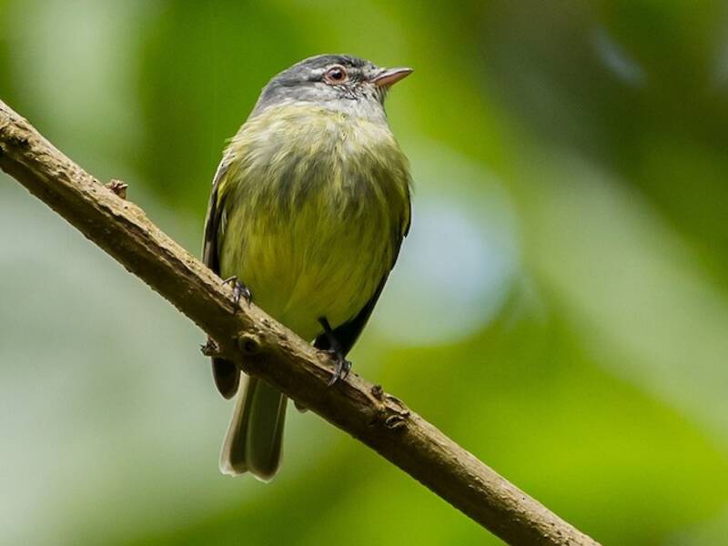 Mosquerito frentiblanco, Fotos 4