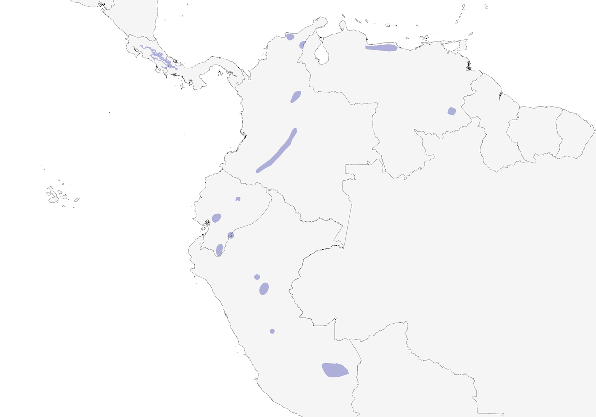 Mosquerito frentiblanco, Distribución 1
