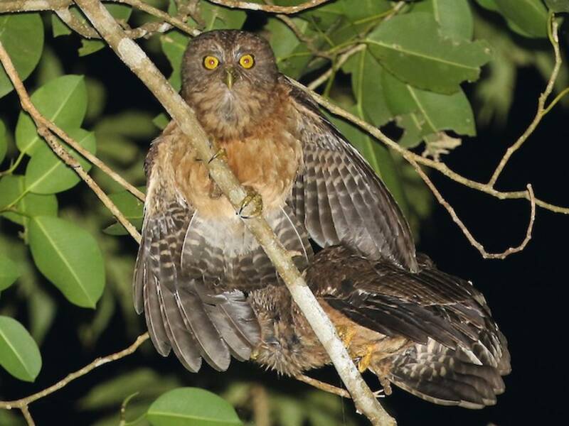 Ninox de Romblon