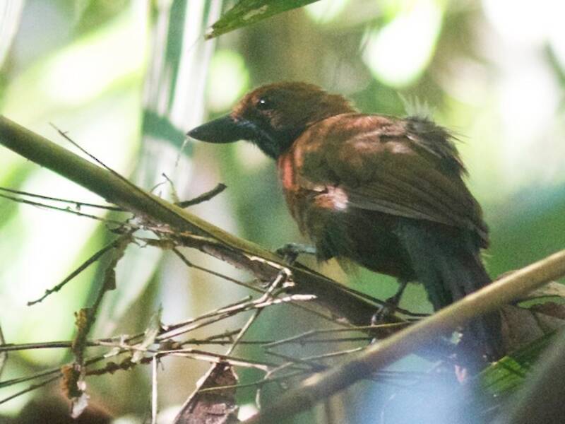 Choricero de Rondônia, Fotos 3