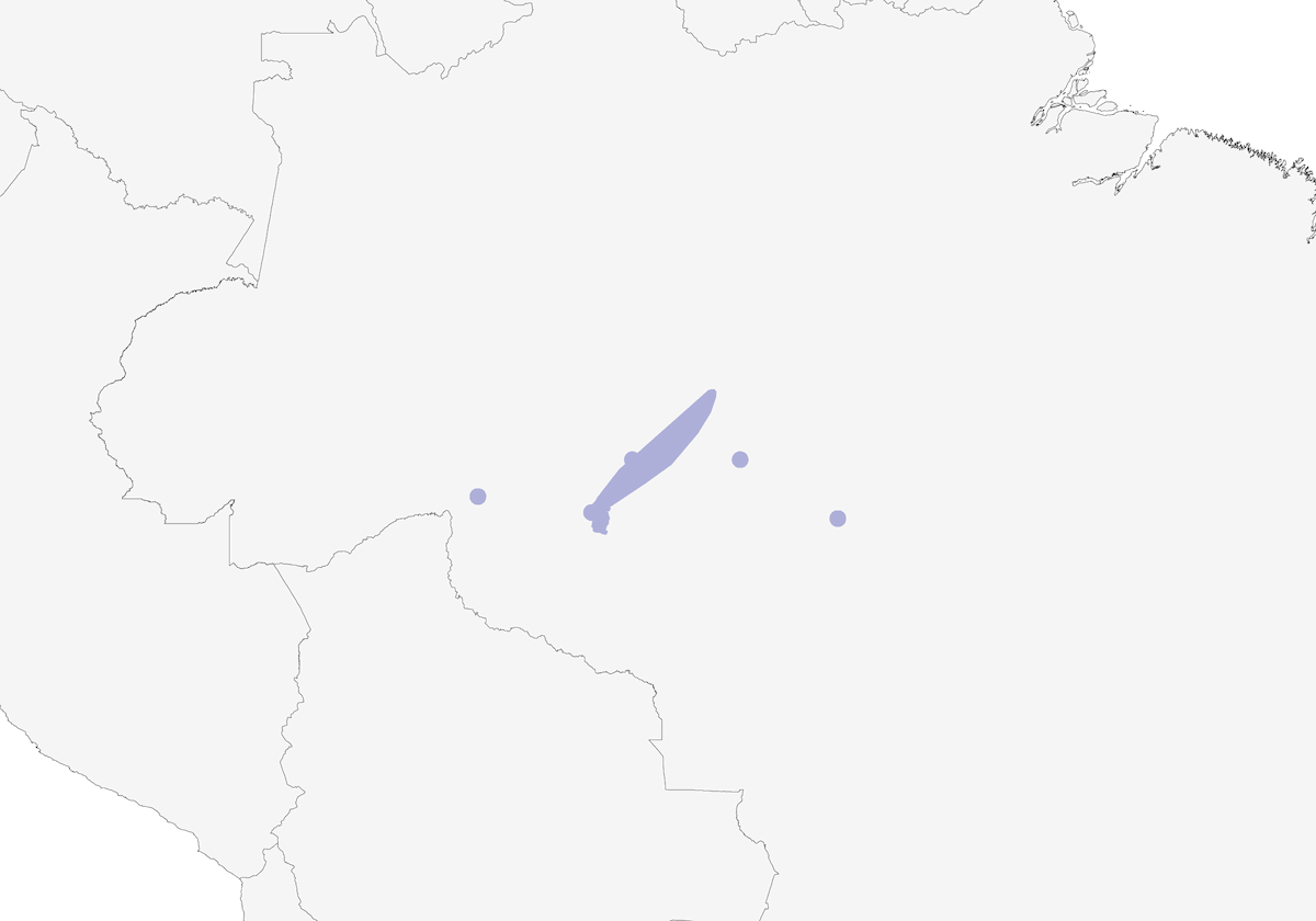 Choricero de Rondônia, Distribución 1