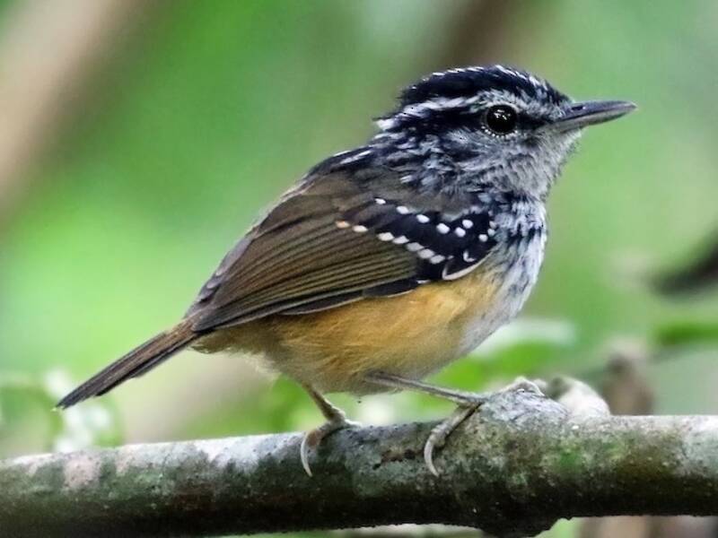 Fourmilier de Rondônia