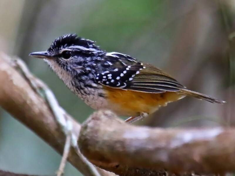 Fourmilier de Rondônia, Photos 2