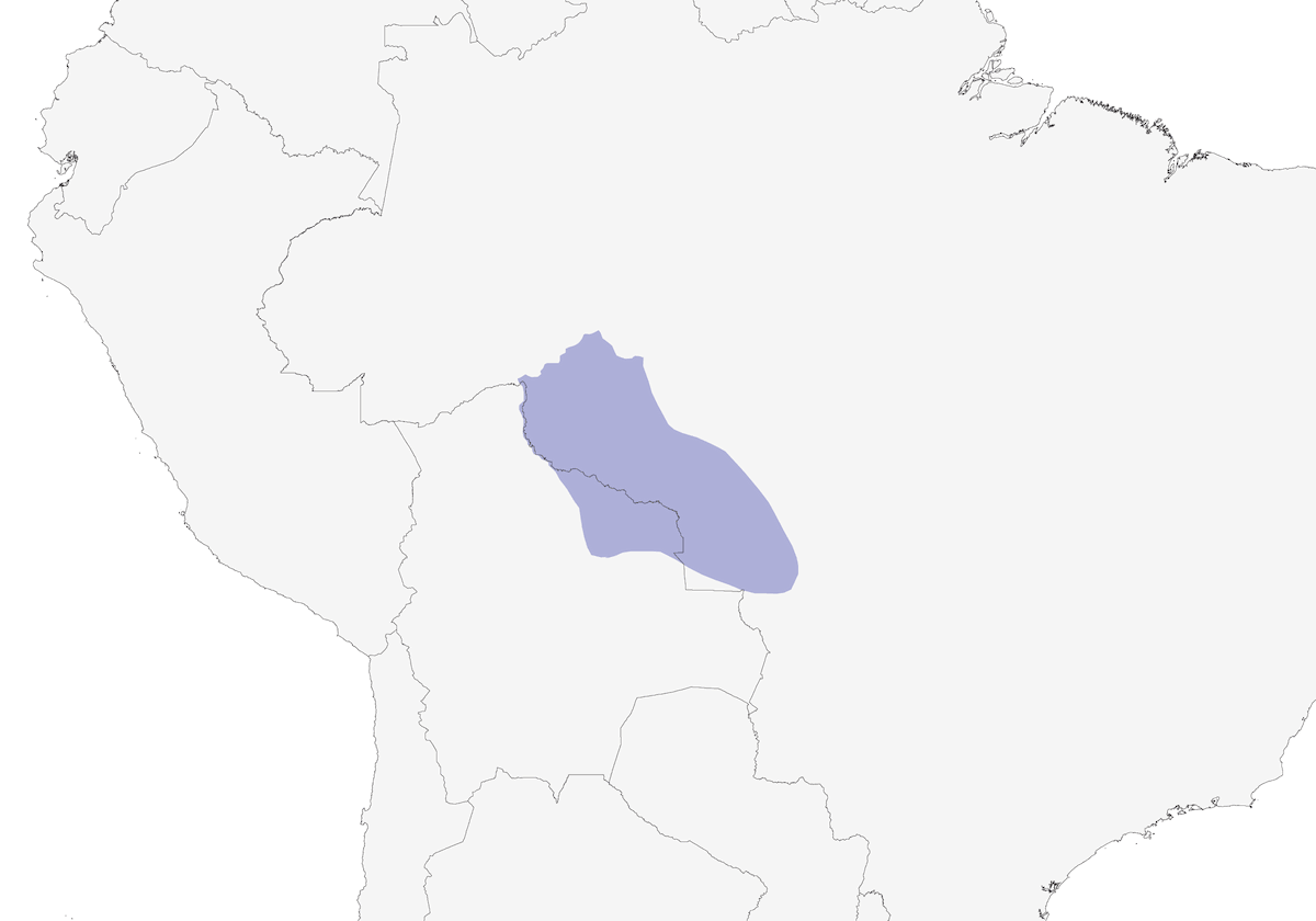 Fourmilier de Rondônia, Distribution 1