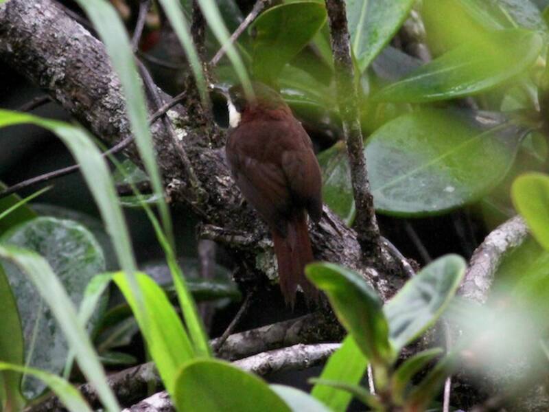Roraima-Stachelschwanz, Fotos 3