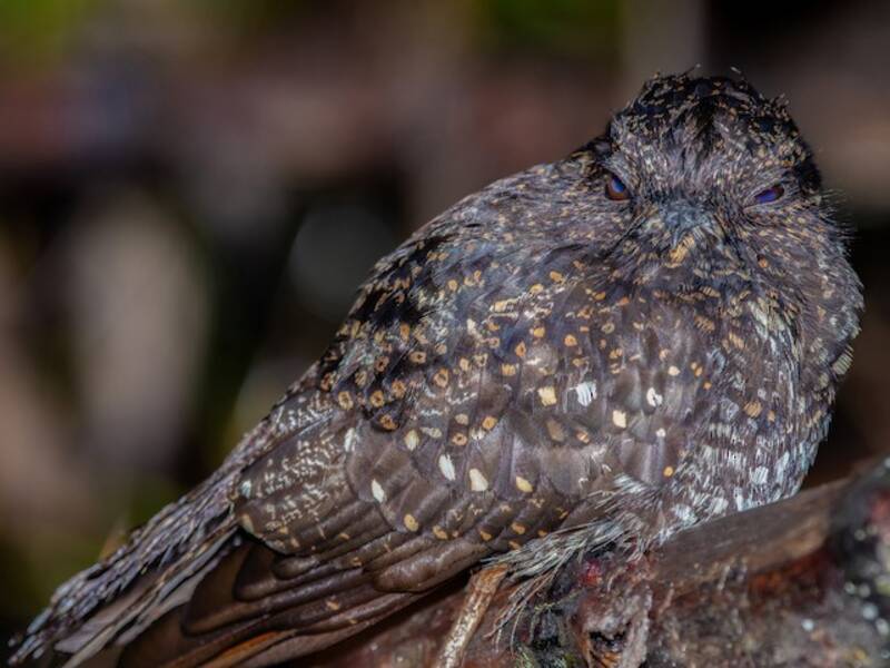 Roraiman Nightjar