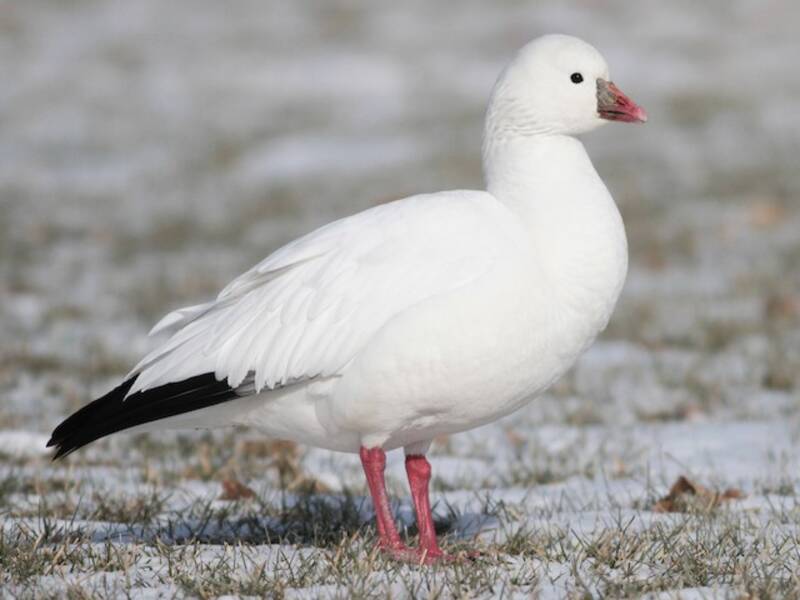 Ross's Goose, Photos 2