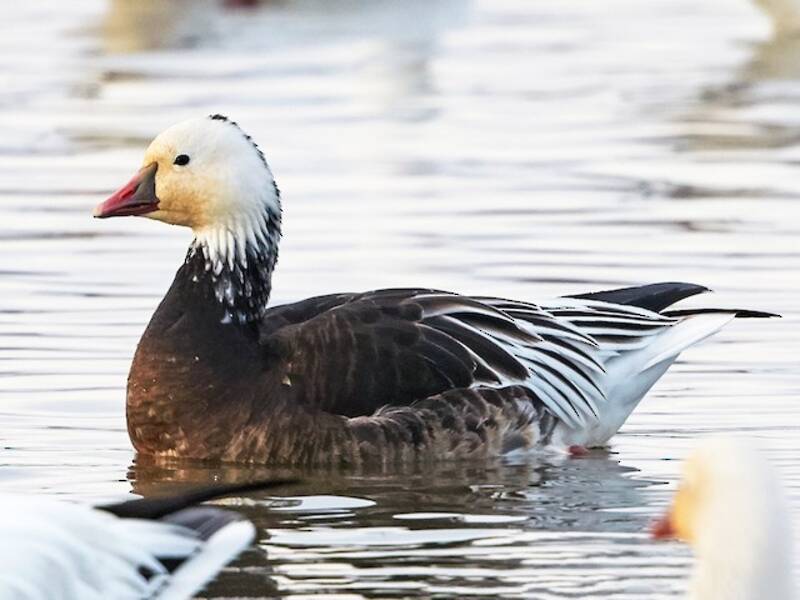Ross's Goose, Photos 4