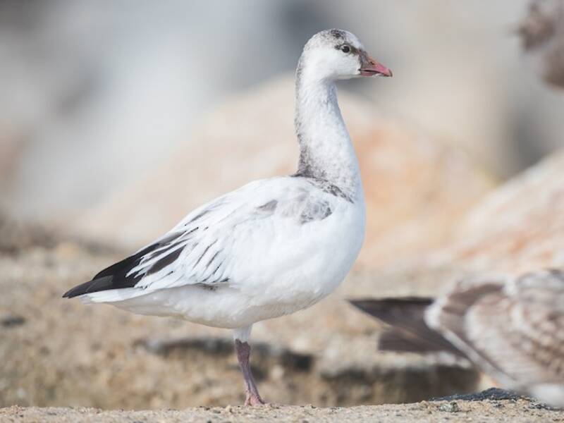 Ross's Goose, Photos 3