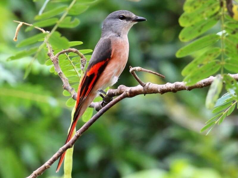 Minivet rosato, Foto 4