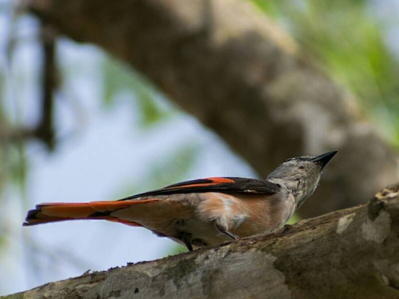Minivet rosato, Foto 3