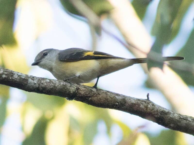 Minivet rosato